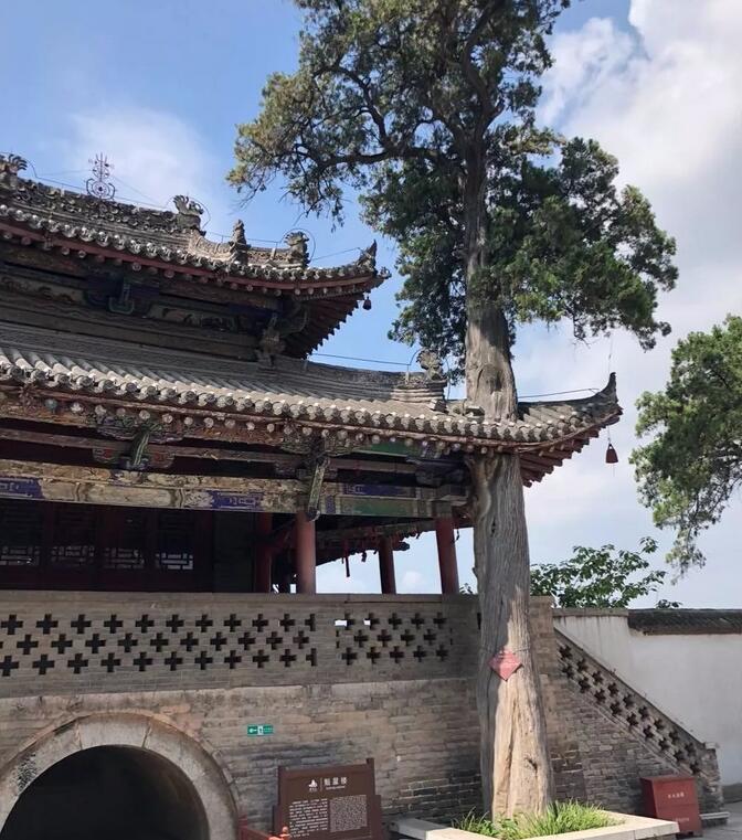 药王山“阁中古树”奇景