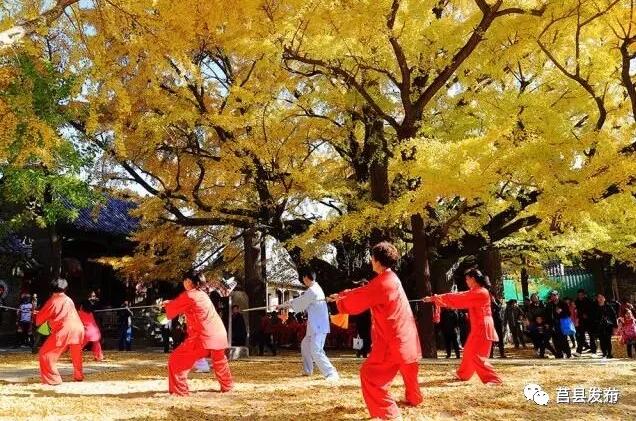 银杏树下练太极