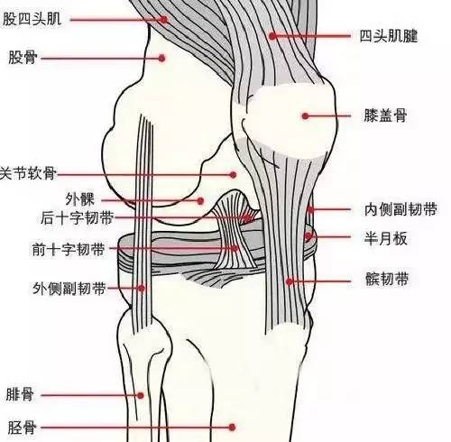 膝关节结构